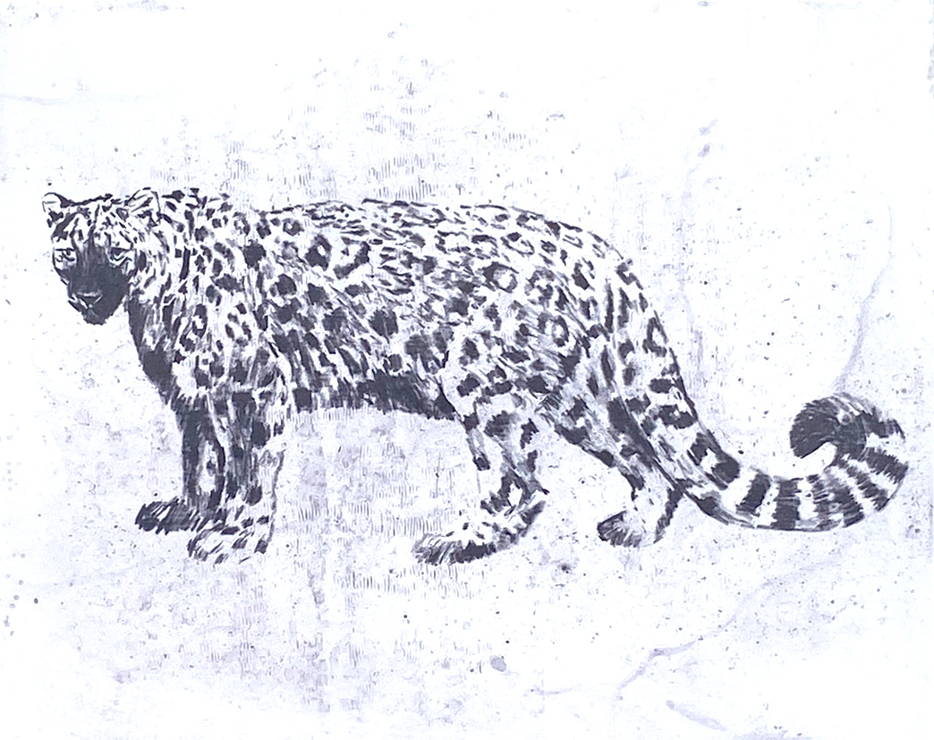 Thoughtful snow leopard (2), Intagliotypie (Polymer-Print), 20 x 30 cm, 2023 © Agnes Christine Katschner