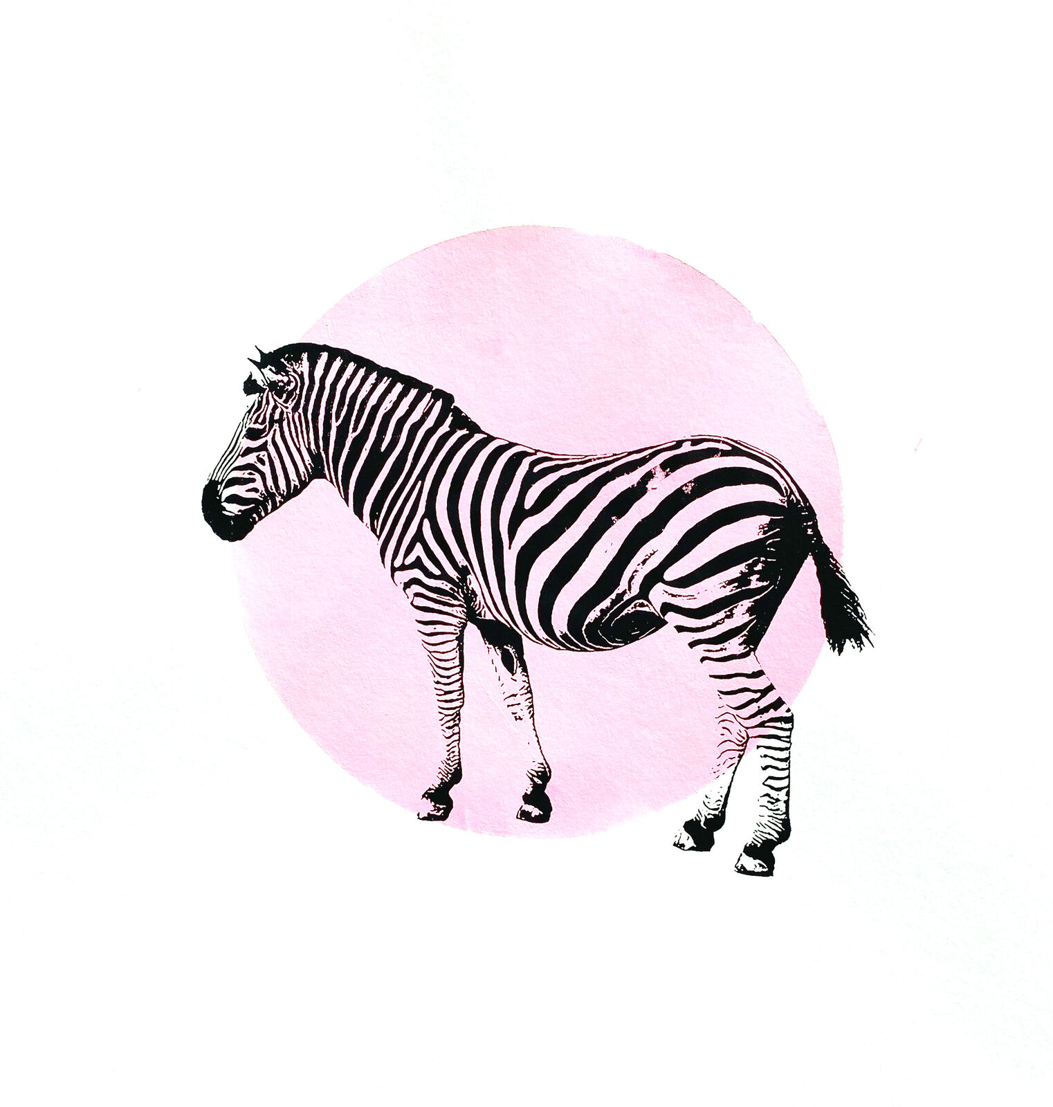 Zebra Rosa, Siebdruck, 30 x 30 cm, 2023 © Agnes Christine Katschner