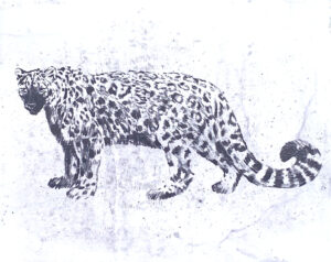 Thoughtful snow leopard (2)