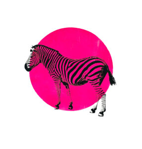 Zebra Pink